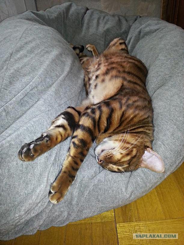 Котовторник 07 04 2015