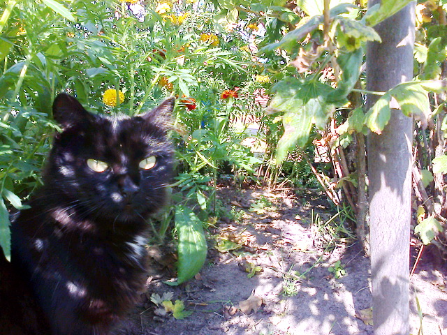 Котовторник 07 04 2015