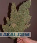 Говорите по-польски)