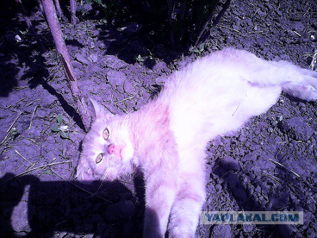 Рыжик из приюта