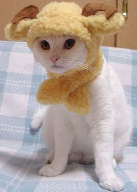 Привет кошатникам!
