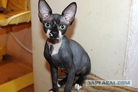 Корма для котов - яд!
