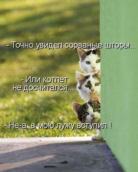 Коты в засаде