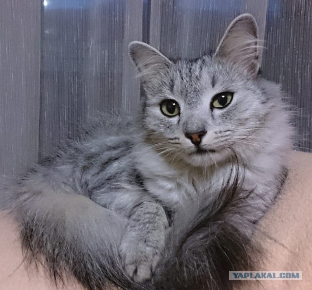 Котовторник - начало