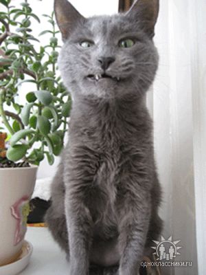 Котовторник на ЯПе (29.01)