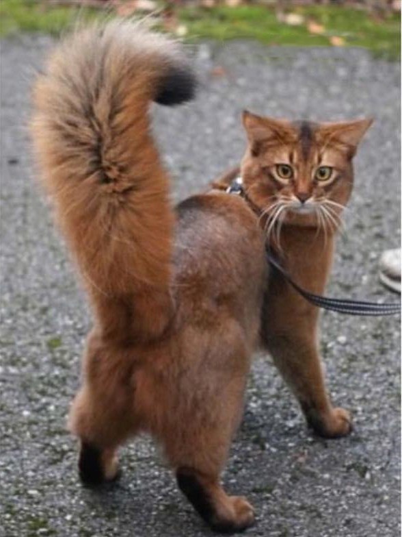 Коты и Кошки