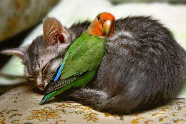 Коты и Кошки