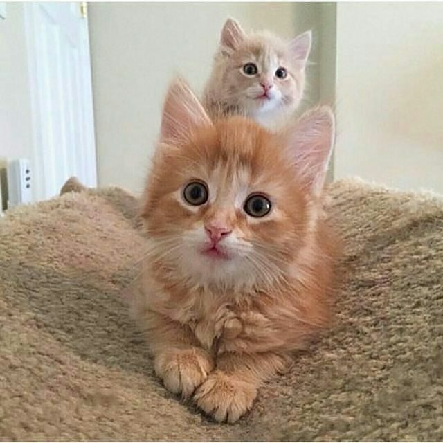 Коты и Кошки