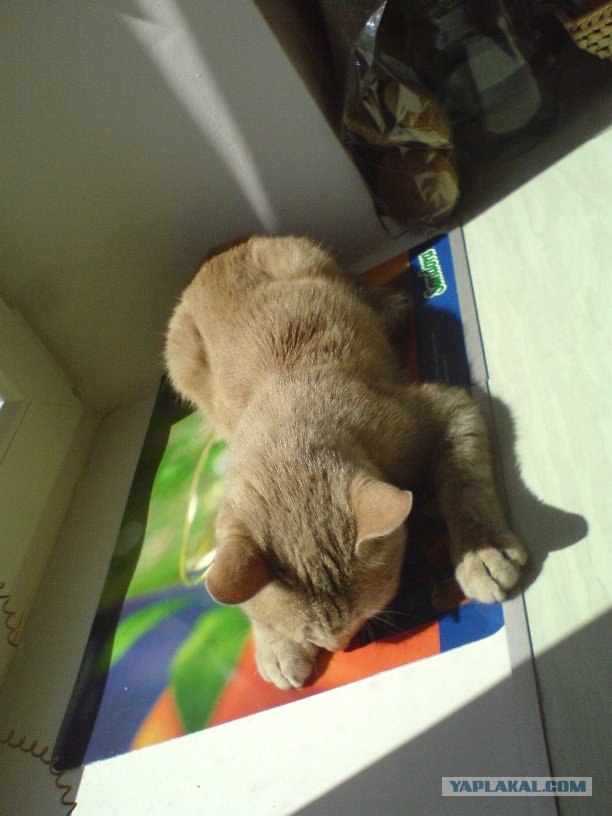 Ура, котовторник! (01.07.2008)