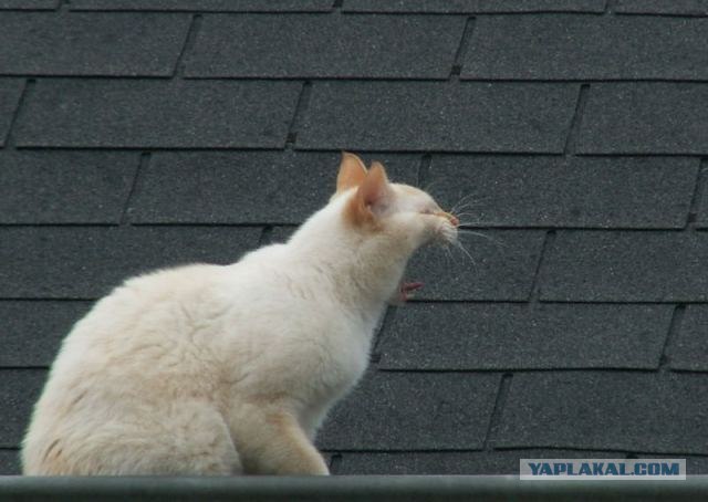 Котовторник в ЯПонии (58 фот)