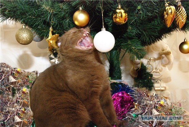Котовторник ужасов (36 фот)