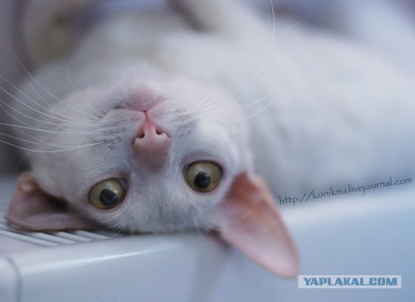Котовторник на 29 июня