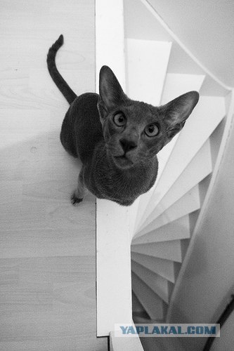 Котовторник: Кошки и ягнёнок
