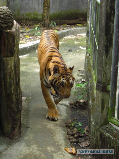 Котовторник 27.12.11