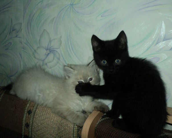 Живность из сети
