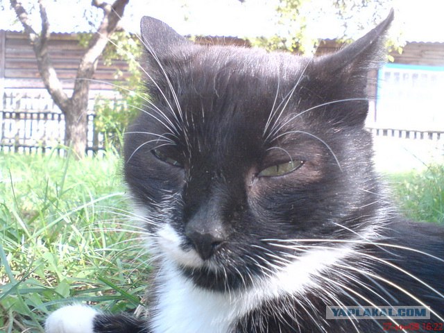 Котовторник на 26.06.12