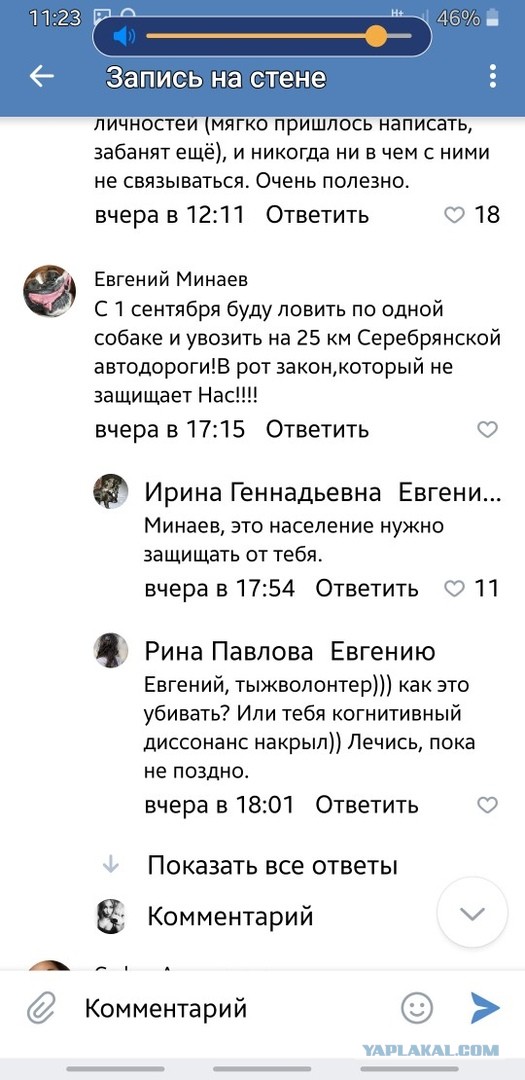 Труп собаки на капоте.