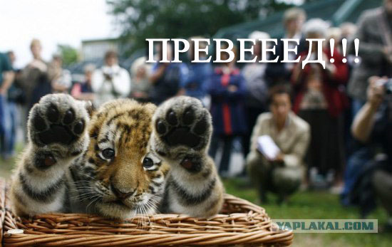 Тигренок Антарес