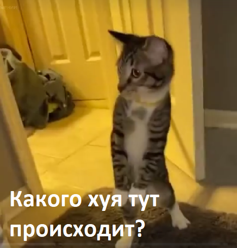 Кот в недоумении