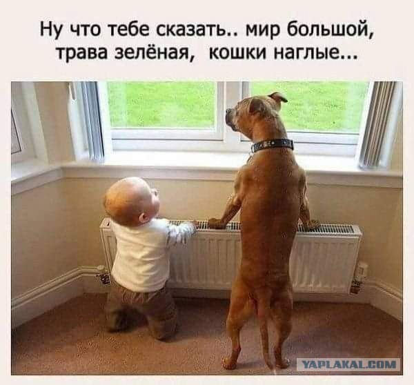 22 фото, доказывающих, что для счастья ребёнку нужна собака, а если вы думаете иначе, то вы точно кошка