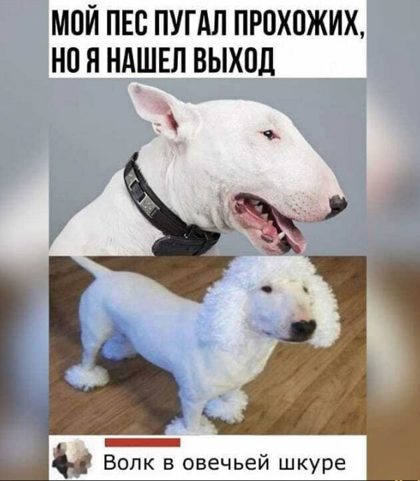 Весёлый полтишок 29.04