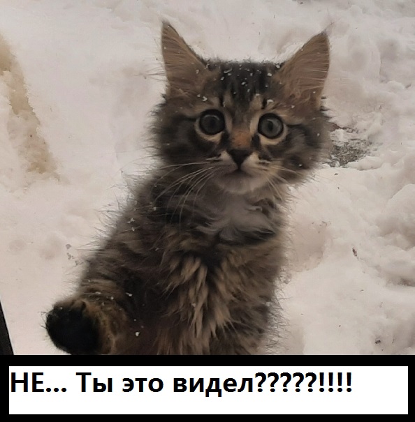 Кот требует открыть двери