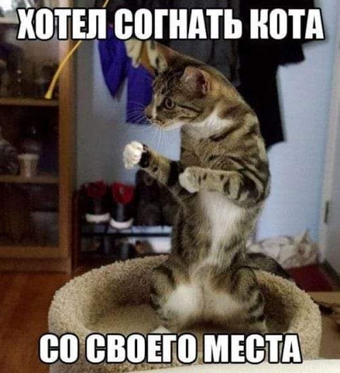 К котофторнику