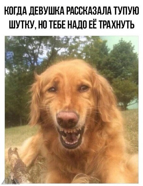 Мой сборник баянов
