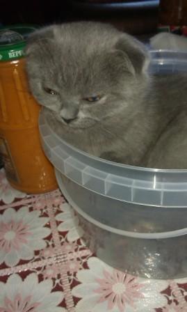 Котовторник 21.05.2013