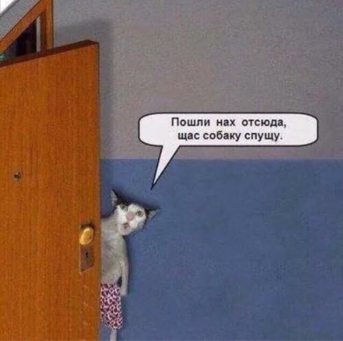 Тестирование профессионального робота-п**орга