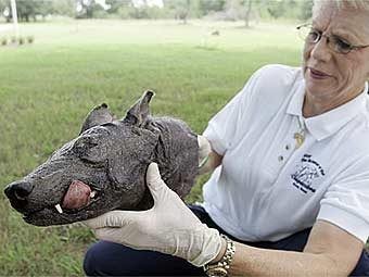 Вампирские козы Колумбии