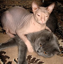 Коты и время