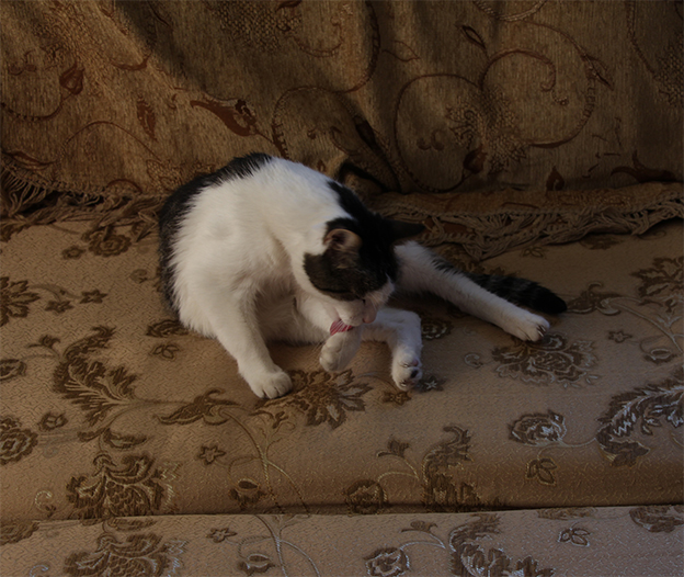 Котовторник 17.09.2013
