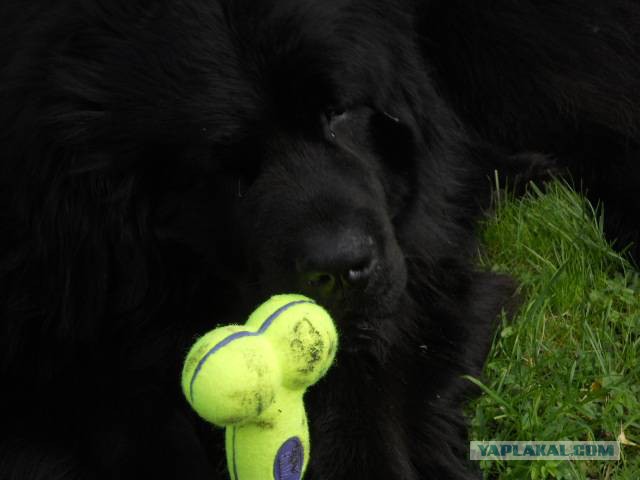 Собакочетверг на 02.01.2014