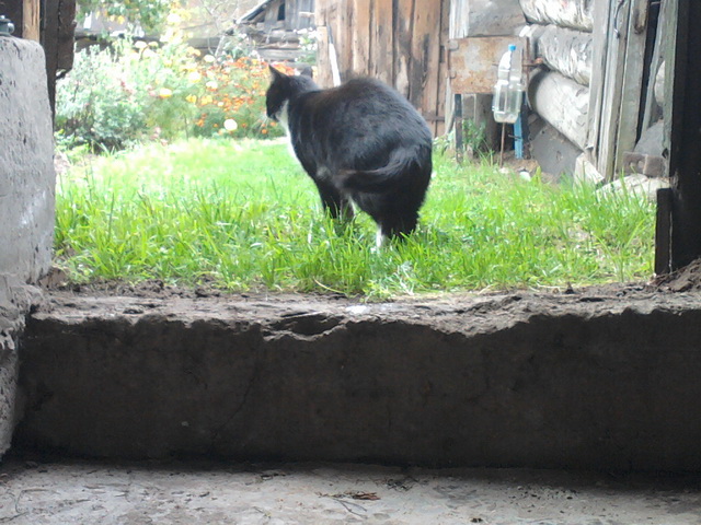 Котовторник  28.01.14