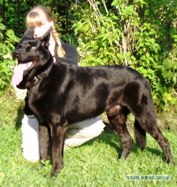 Как собаки встречают и провожают хозяев