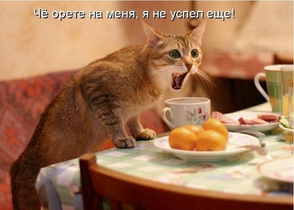 Веселые картинки? а так же комментарии)