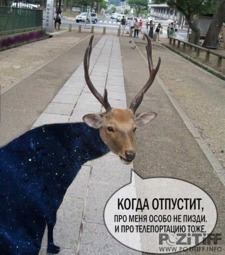 После событий у мечети, решил купить огнестрел.