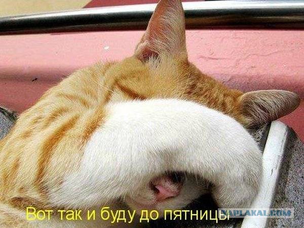 41 веселая картинка