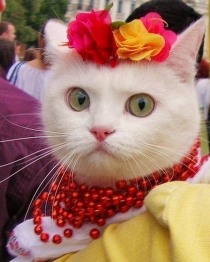 Некоторые факты о кошачьих рекордах