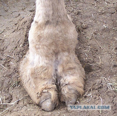 как вам урожай?