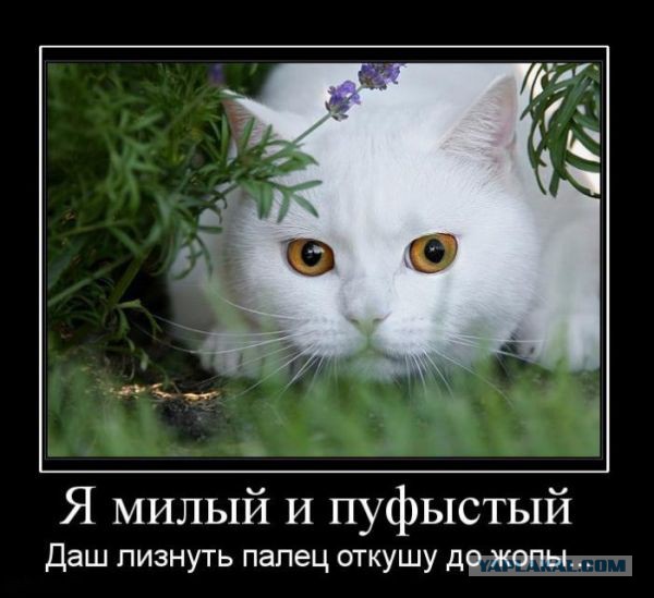 Плюшкиным посвящается