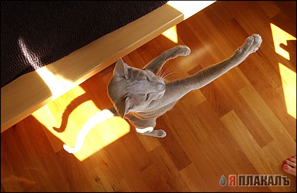 Коты, кошки, котята