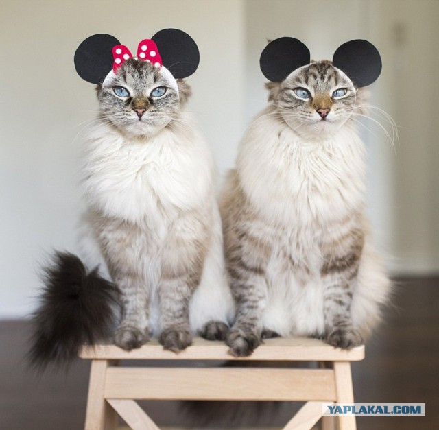 Подборка картинок 17.02.16