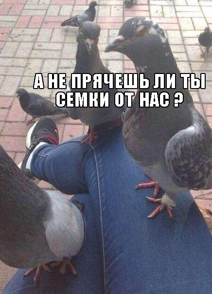 Божьи твари