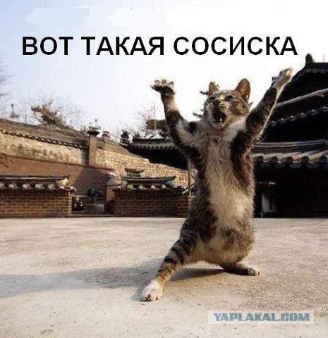Прикольные животные