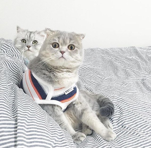 Прикольные животные