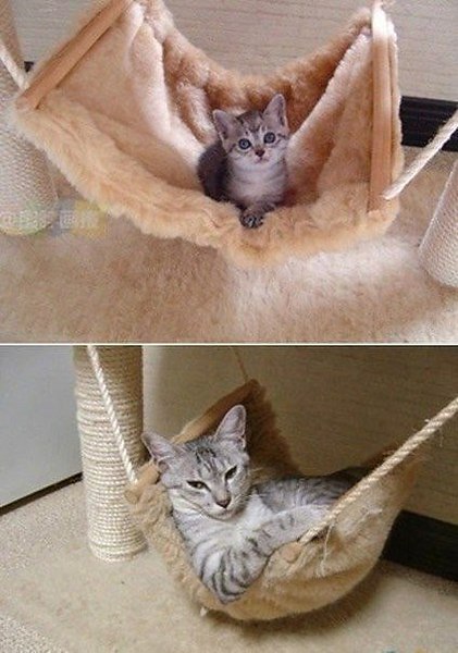Прикольные животные