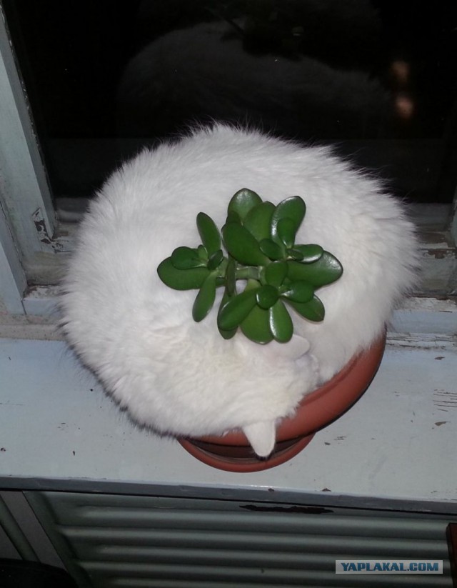 Котопрятки
