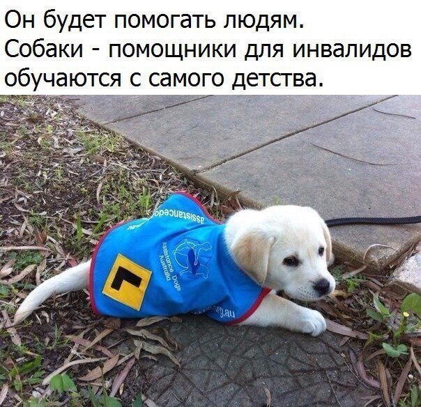 Самые смешные животные